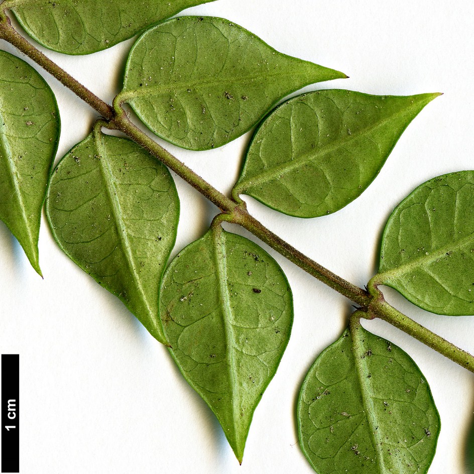 High resolution image: Family: Caprifoliaceae - Genus: Lonicera - Taxon: ligustrina - SpeciesSub: var. ligustrina